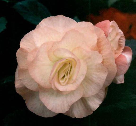 B. ‘Audrey’